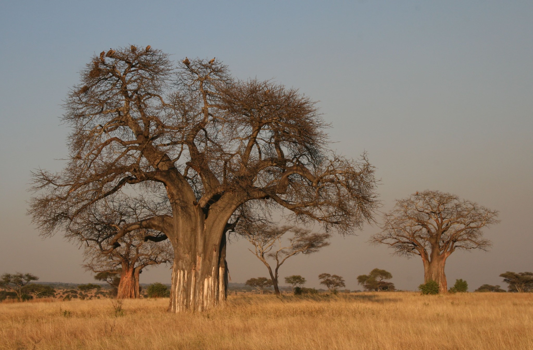 Baobab Adansonia digitata tree in Southern Africa