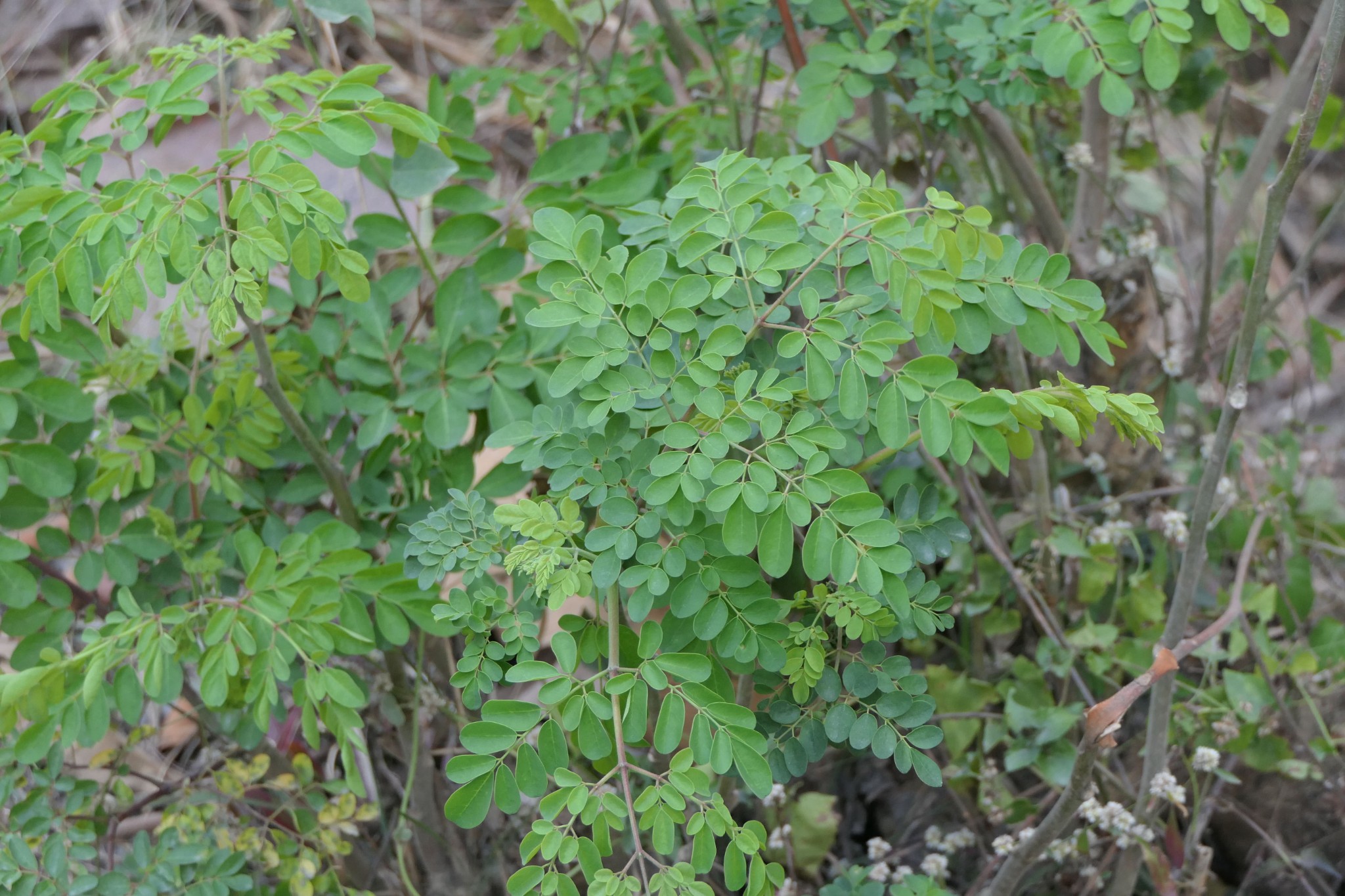 Moringa oleifera leaves and branches