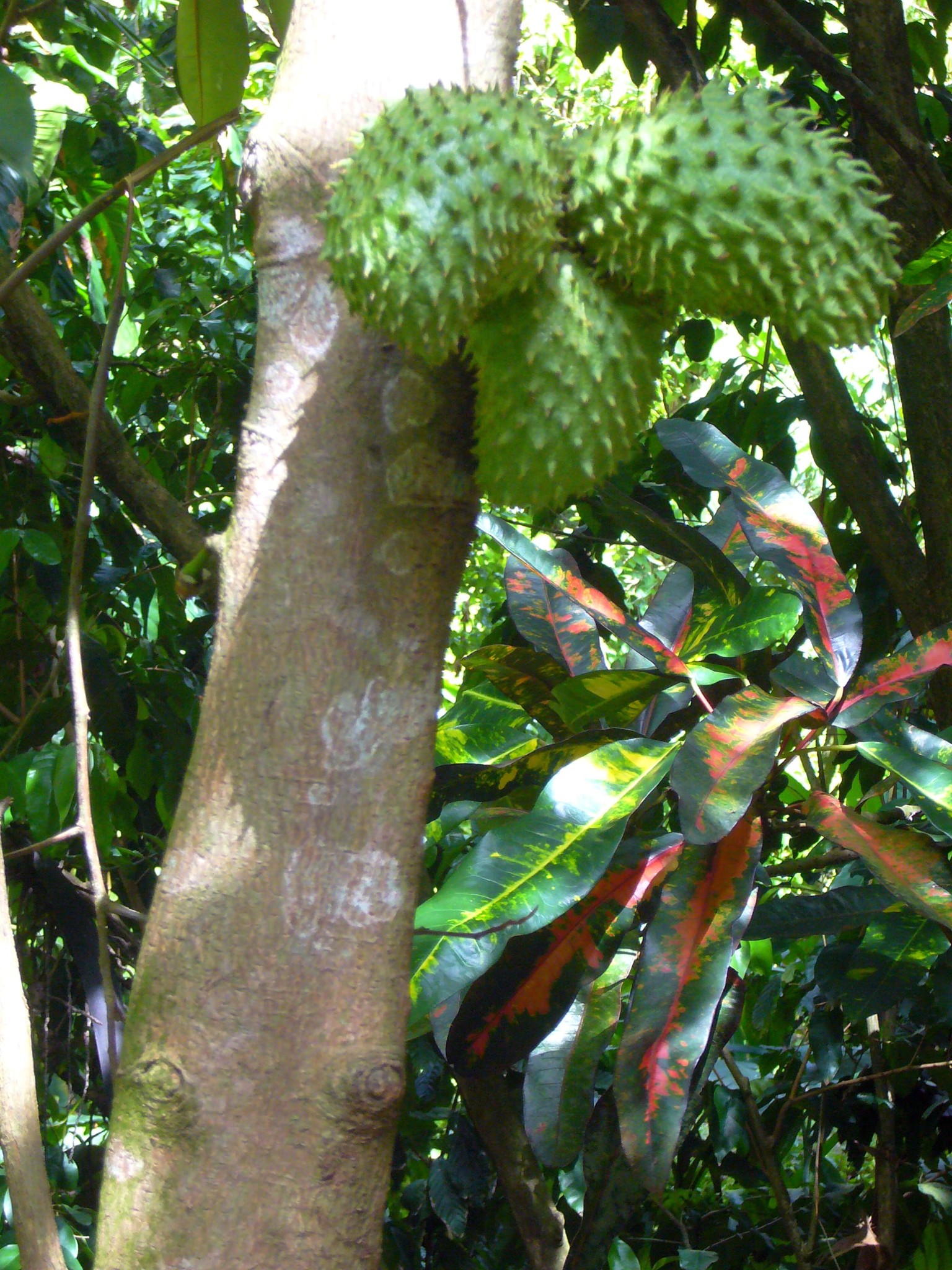 Soursop Annona muricata tree with fruits